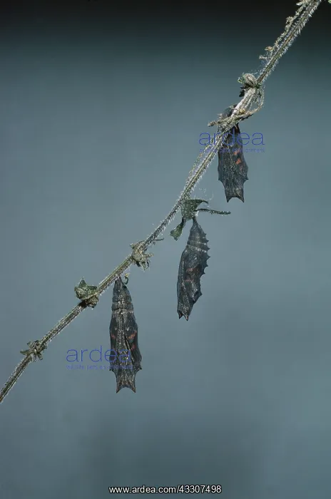 : Small Tortoiseshell Butterfly - 3 pupa about to split : Small Tortoiseshell Butterfly - 3 pupa about to split