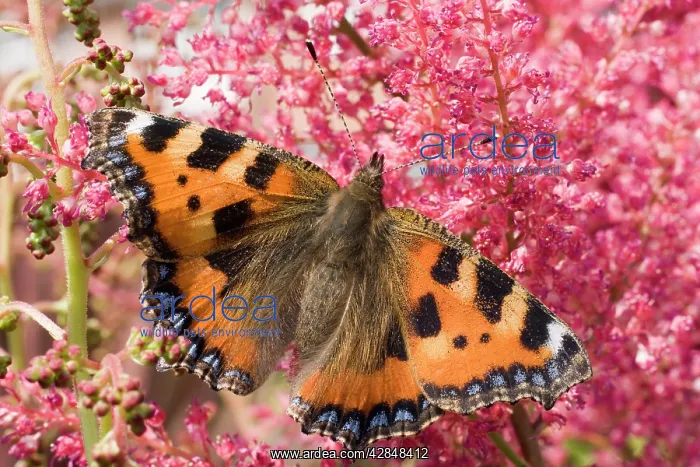: Small Tortoiseshell Butterfly : Small Tortoiseshell Butterfly
