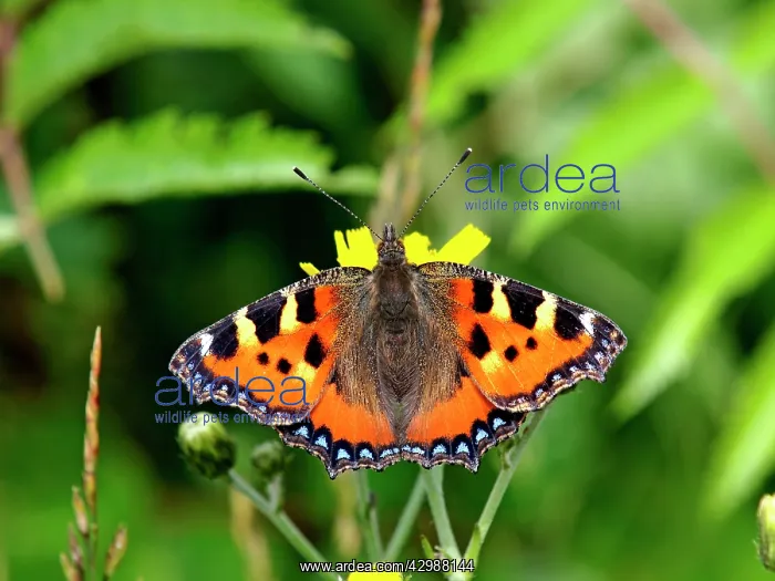 : Small Tortoiseshell Butterfly : Small Tortoiseshell Butterfly