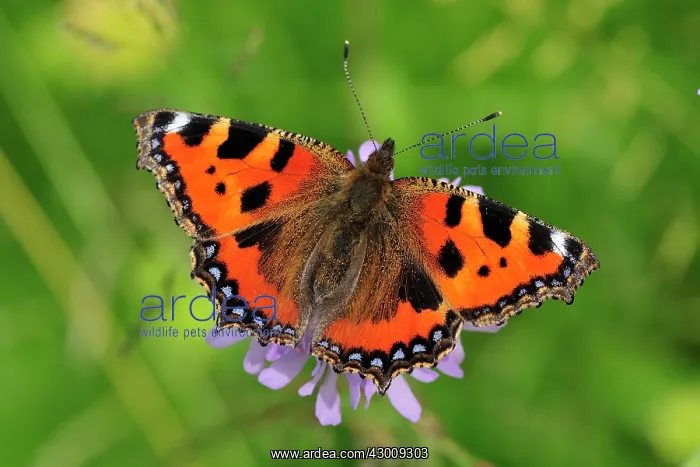 : Small Tortoiseshell Butterfly : Small Tortoiseshell Butterfly