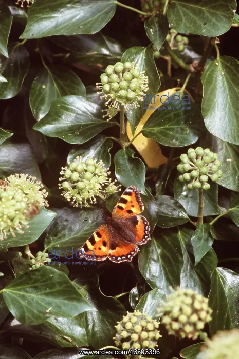 : Small Tortoiseshell Butterfly : Small Tortoiseshell Butterfly