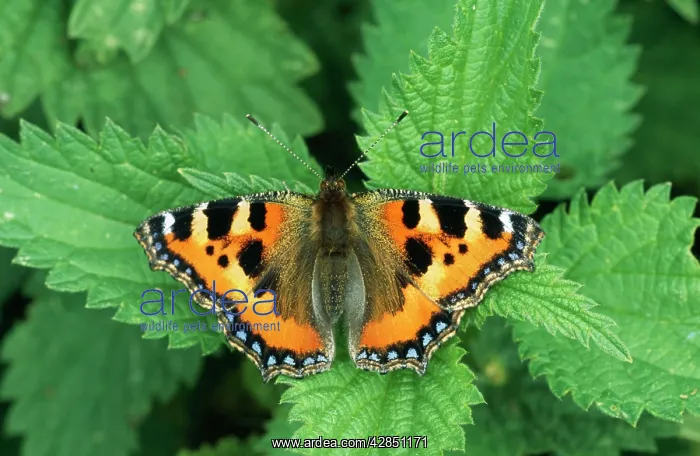 : Small Tortoiseshell BUTTERFLY - from above, with wings open : Small Tortoiseshell BUTTERFLY - from above, with wings open