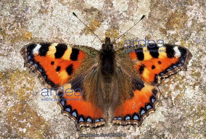 : Small Tortoiseshell Butterfly - asymmetrical wings : Small Tortoiseshell Butterfly - asymmetrical wings