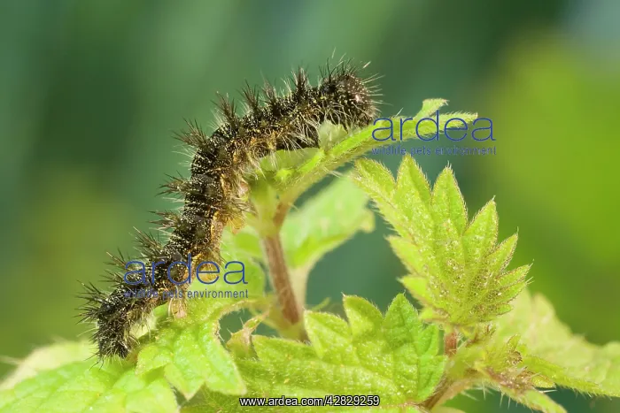 : Small Tortoiseshell Butterfly caterpillar on nettle : Small Tortoiseshell Butterfly caterpillar on nettle