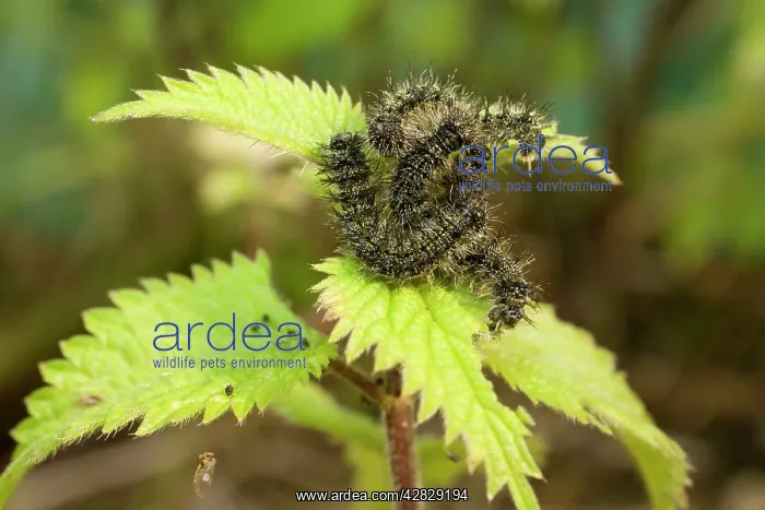 : Small Tortoiseshell Butterfly caterpillars group : Small Tortoiseshell Butterfly caterpillars group