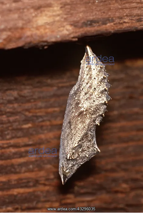 : Small Tortoiseshell Butterfly - Chrysalis / Pupa : Small Tortoiseshell Butterfly - Chrysalis / Pupa