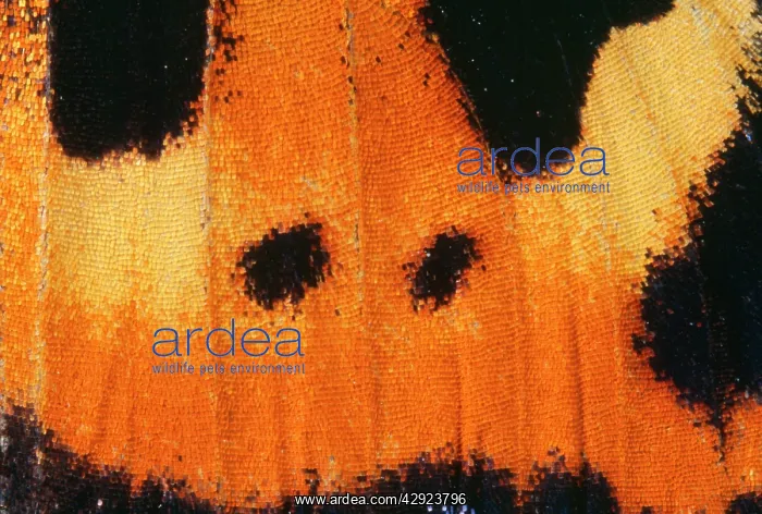 : Small Tortoiseshell Butterfly - close-up of scales : Small Tortoiseshell Butterfly - close-up of scales