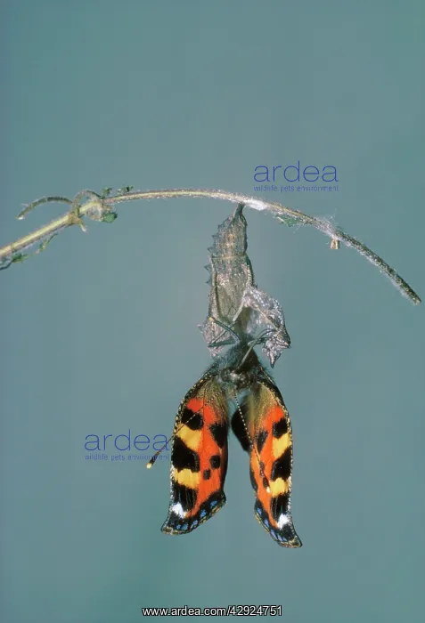 : Small Tortoiseshell Butterfly - drying wings after : Small Tortoiseshell Butterfly - drying wings after