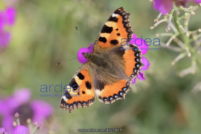 : Small tortoiseshell butterfly feeding on erysium : Small tortoiseshell butterfly feeding on erysium
