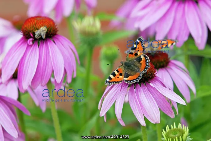 : Small Tortoiseshell Butterfly - feeding on Rudbekia : Small Tortoiseshell Butterfly - feeding on Rudbekia