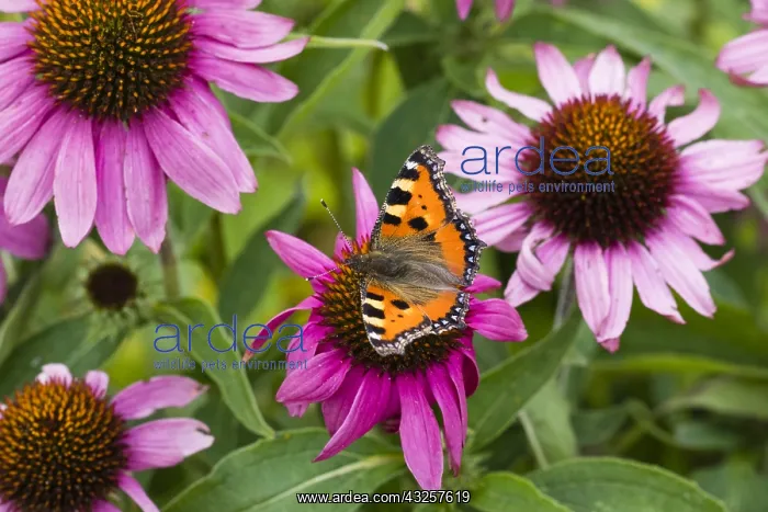 : Small Tortoiseshell Butterfly - feeding on Rudbekia : Small Tortoiseshell Butterfly - feeding on Rudbekia