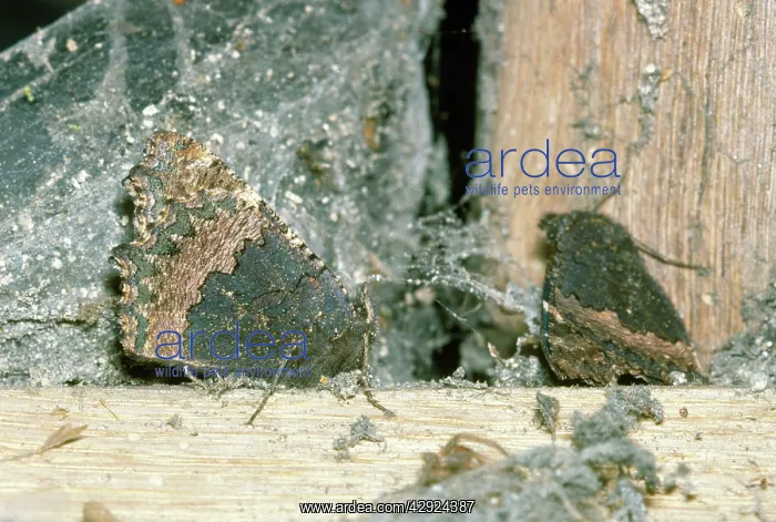 : Small Tortoiseshell Butterfly - hibernating : Small Tortoiseshell Butterfly - hibernating