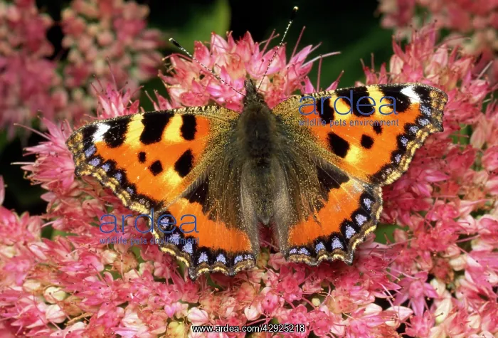 : Small Tortoiseshell Butterfly - on ice plant : Small Tortoiseshell Butterfly - on ice plant