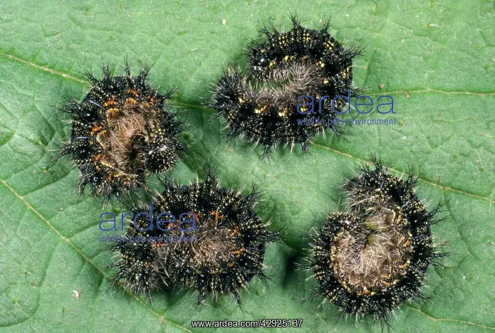: Small Tortoiseshell Butterfly Larva - four curled up on leaf : Small Tortoiseshell Butterfly Larva - four curled up on leaf