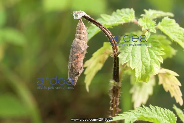: Small Tortoiseshell Butterfly pupa : Small Tortoiseshell Butterfly pupa