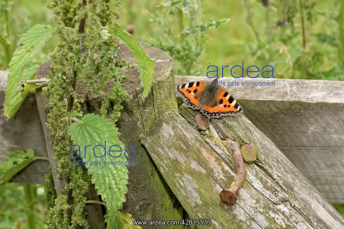 : Small Tortoiseshell Butterfly - at rest on fence : Small Tortoiseshell Butterfly - at rest on fence