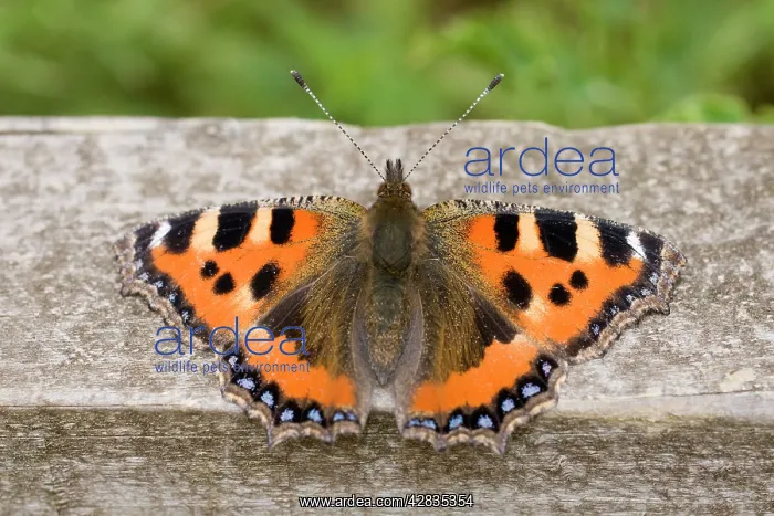 : Small Tortoiseshell Butterfly - at rest on fence : Small Tortoiseshell Butterfly - at rest on fence