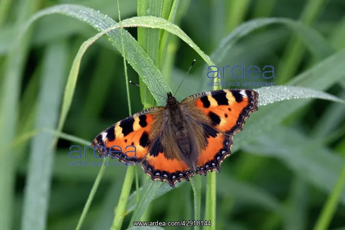 : Small Tortoiseshell butterfly - resting on dew covered grass : Small Tortoiseshell butterfly - resting on dew covered grass