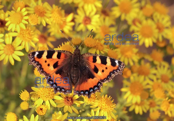 : Small Tortoiseshell Butterfly - resting and feeding : Small Tortoiseshell Butterfly - resting and feeding