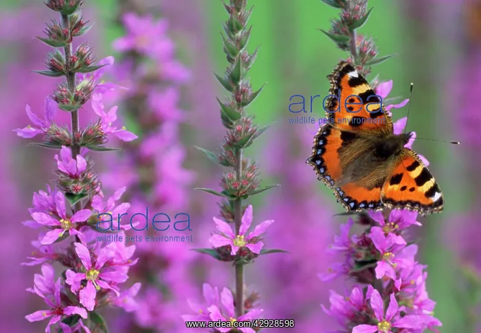 : Small Tortoiseshell Butterfly - resting on Purple : Small Tortoiseshell Butterfly - resting on Purple