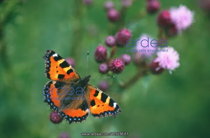 : Small Tortoiseshell BUTTERFLY - resting on thistle : Small Tortoiseshell BUTTERFLY - resting on thistle