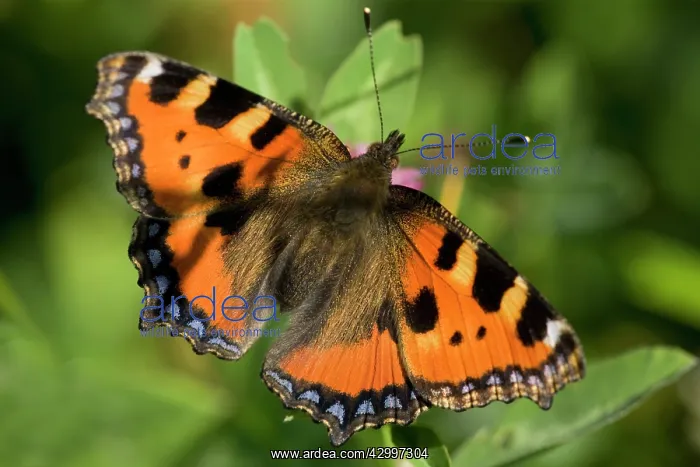 : Small Tortoiseshell Butterfly - sucking nectar in summer : Small Tortoiseshell Butterfly - sucking nectar in summer