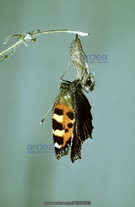 : Small Tortoiseshell Butterfly - suspended from pupa : Small Tortoiseshell Butterfly - suspended from pupa