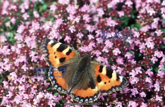 : Small Tortoiseshell Butterfly - on thyme : Small Tortoiseshell Butterfly - on thyme
