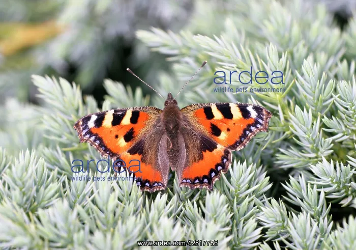 : Small Tortoiseshell Butterfly - Wings open basking : Small Tortoiseshell Butterfly - Wings open basking