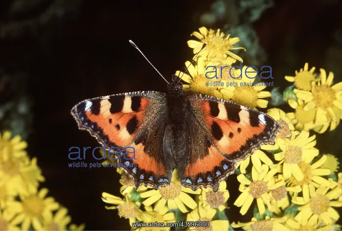 : Small Tortoiseshell Butterfly - On yellow flowers : Small Tortoiseshell Butterfly - On yellow flowers