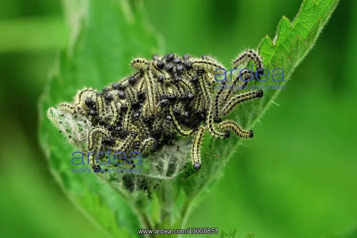 : Small Tortoiseshell caterpillar on stinging nettle : Small Tortoiseshell caterpillar on stinging nettle