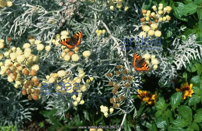 : Small Tortoiseshell - on senecio : Small Tortoiseshell - on senecio