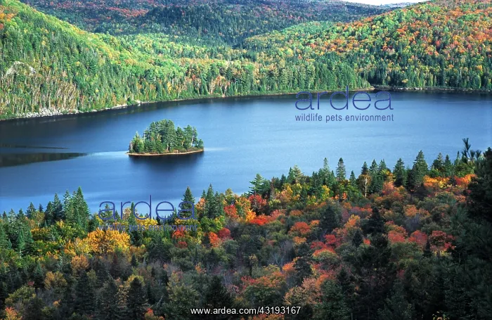 : Small tree-covered island in Lake Wapizagonke surrounded : Small tree-covered island in Lake Wapizagonke surrounded