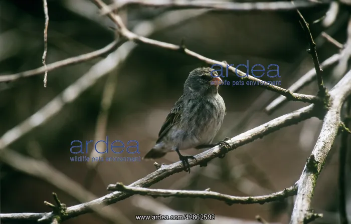 : Small Tree-finch - female : Small Tree-finch - female