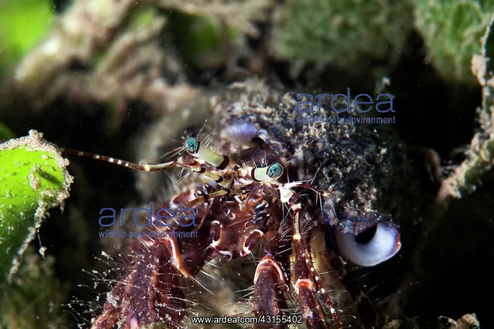 : A small unidentified hermit crab : A small unidentified hermit crab