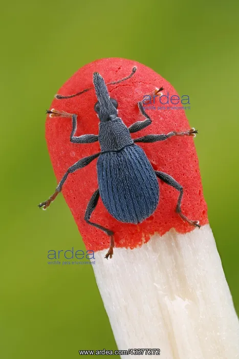 : Small weevil (Oxystoma ochropus) on the top of a : Small weevil (Oxystoma ochropus) on the top of a