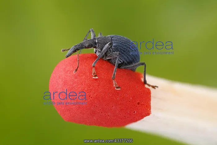 : Small weevil (Oxystoma ochropus) on a match to illustrate : Small weevil (Oxystoma ochropus) on a match to illustrate