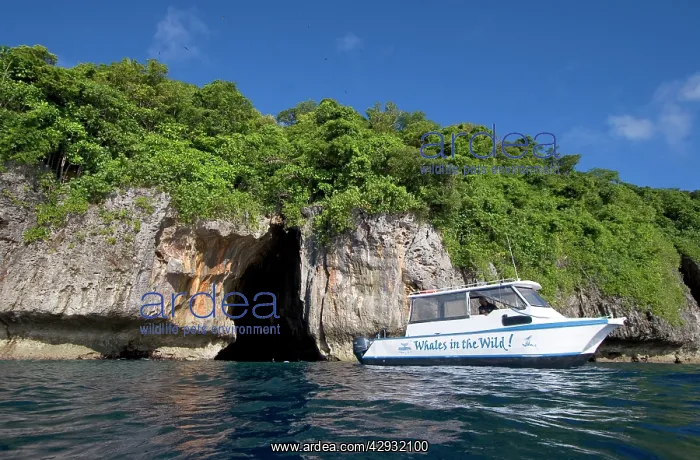 : Small whale watching vessel - snorkeling at Swallow's Cave : Small whale watching vessel - snorkeling at Swallow's Cave