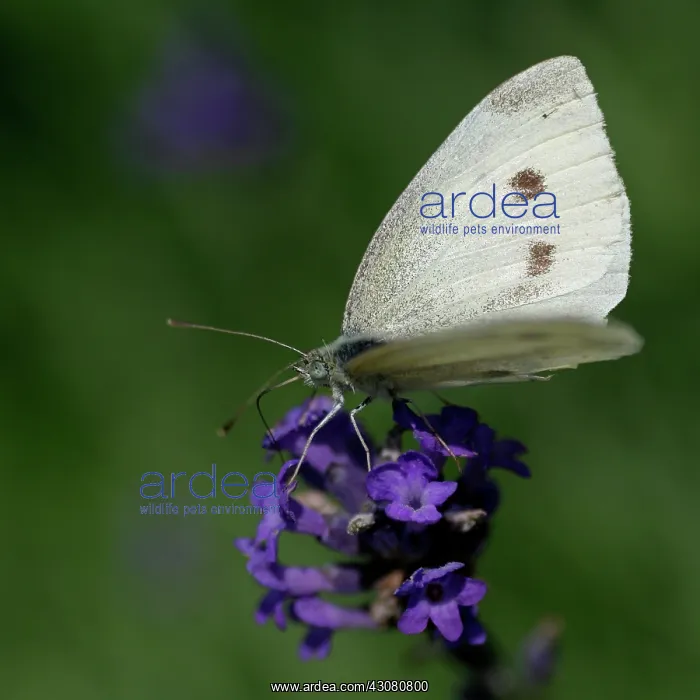 : Small White : Small White