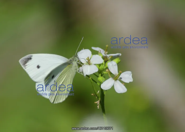  : Small White