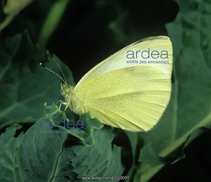  : Small white butterfly
