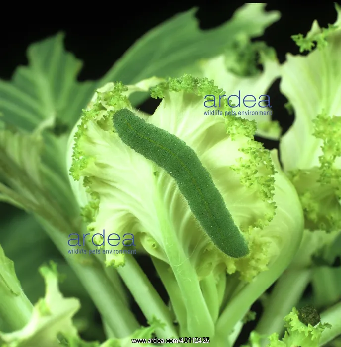 : Small white butterfly caterpillar : Small white butterfly caterpillar