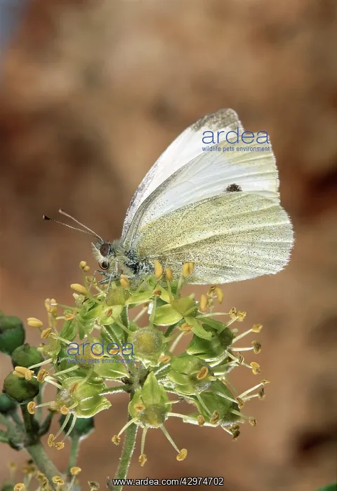 : Small White Butterfly - On a flower : Small White Butterfly - On a flower