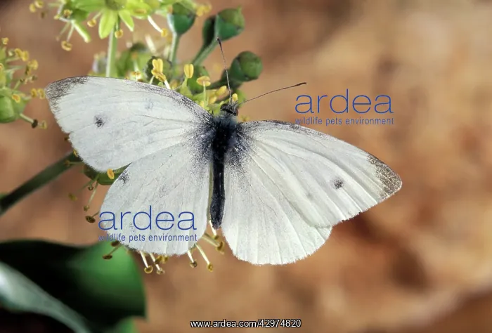 : Small White Butterfly - On a flower : Small White Butterfly - On a flower
