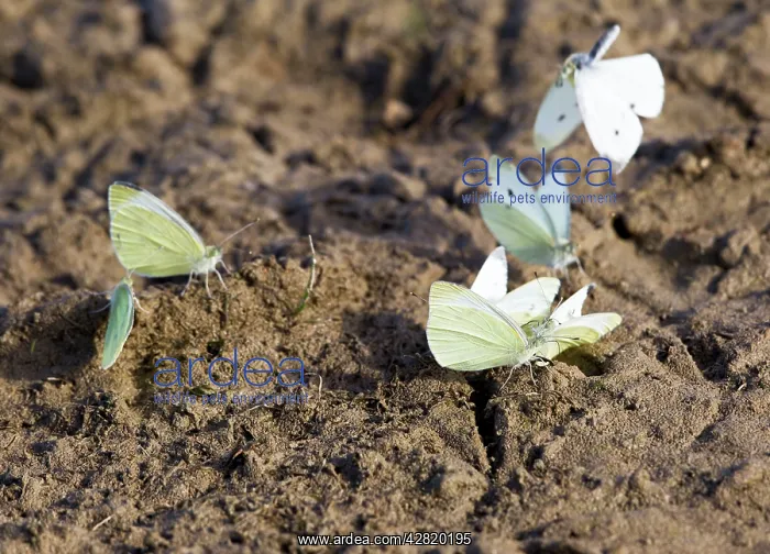 : Small White Butterfly - group taking minerals from mud : Small White Butterfly - group taking minerals from mud