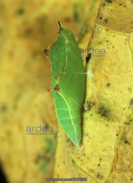 : Small white butterfly pupa : Small white butterfly pupa
