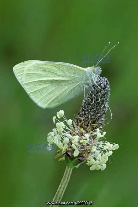 : Small White Butterfly - resting on wild flower - May : Small White Butterfly - resting on wild flower - May