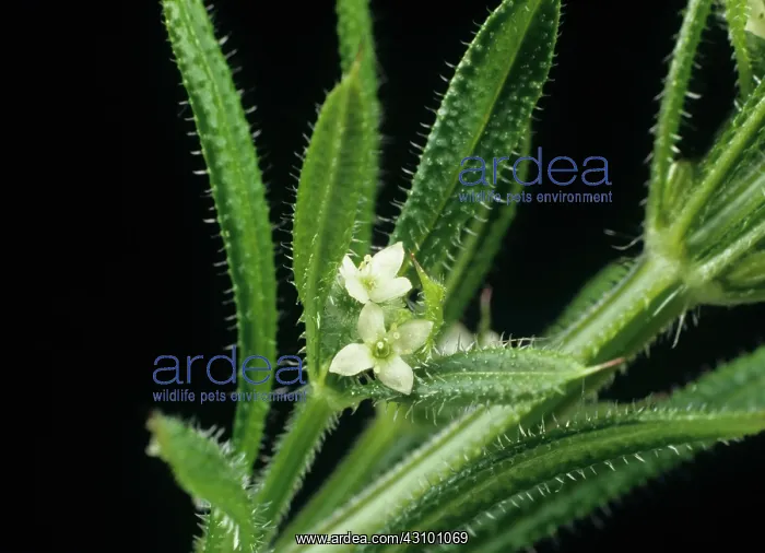 : Small white flowers of cleavers : Small white flowers of cleavers