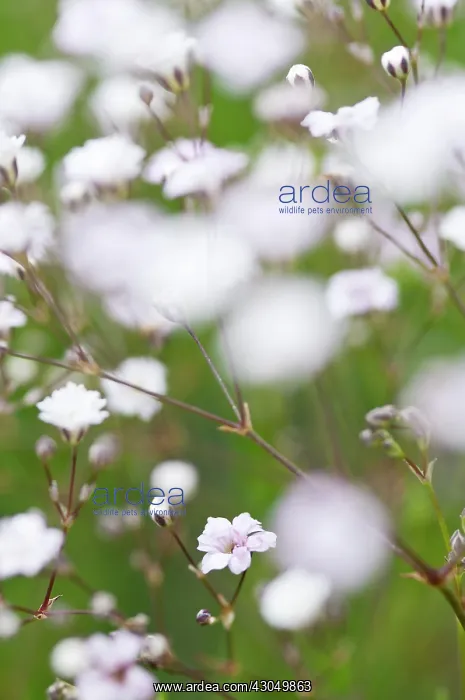 : Small, white flowers of Gypsophila Rosenschlier : Small, white flowers of Gypsophila Rosenschlier