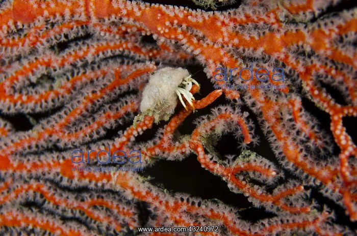  : Small White Hermit Crab - in red Fan - Night